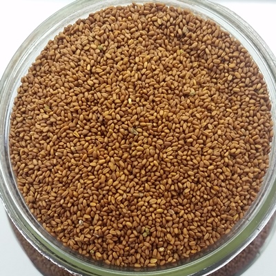 Graines de caméline torréfiées biologiques QC - 100gr
